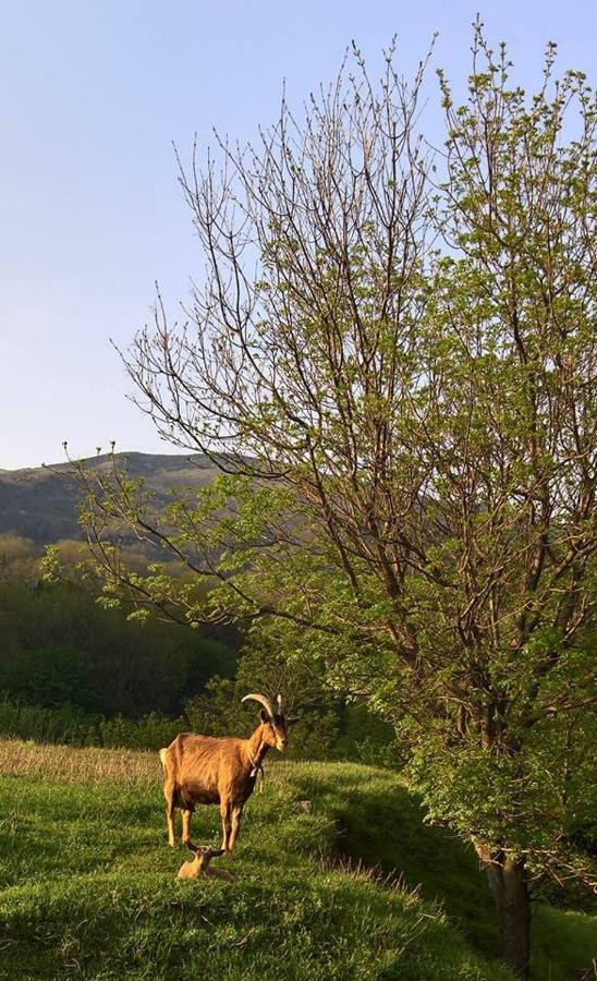 Willa Agriturismo Grilla Mele Zewnętrze zdjęcie