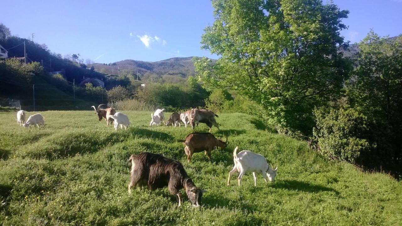 Willa Agriturismo Grilla Mele Pokój zdjęcie